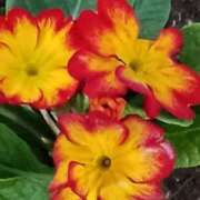 ヒメ日記 2026/01/21 17:12 投稿 斉藤恵 セレブショップ新宿（東京ハレ系）