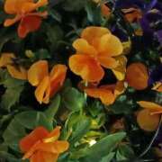 ヒメ日記 2026/01/23 06:00 投稿 斉藤恵 セレブショップ新宿（東京ハレ系）