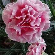 ヒメ日記 2026/01/23 10:53 投稿 斉藤恵 セレブショップ新宿（東京ハレ系）