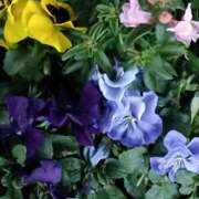 ヒメ日記 2026/01/24 06:00 投稿 斉藤恵 セレブショップ新宿（東京ハレ系）