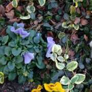 ヒメ日記 2026/01/24 07:15 投稿 斉藤恵 セレブショップ新宿（東京ハレ系）