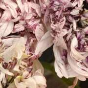 ヒメ日記 2026/01/24 17:23 投稿 斉藤恵 セレブショップ新宿（東京ハレ系）