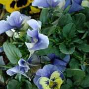 ヒメ日記 2026/01/24 23:46 投稿 斉藤恵 セレブショップ新宿（東京ハレ系）