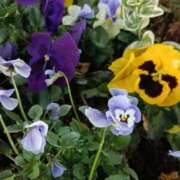 ヒメ日記 2026/01/25 06:00 投稿 斉藤恵 セレブショップ新宿（東京ハレ系）