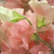 ヒメ日記 2026/01/25 07:15 投稿 斉藤恵 セレブショップ新宿（東京ハレ系）