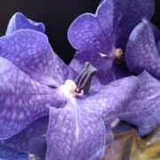 ヒメ日記 2026/01/25 18:15 投稿 斉藤恵 セレブショップ新宿（東京ハレ系）