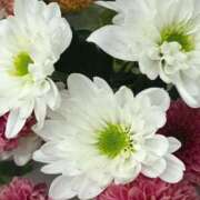 ヒメ日記 2026/01/26 01:15 投稿 斉藤恵 セレブショップ新宿（東京ハレ系）