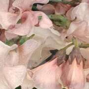 ヒメ日記 2026/01/26 06:00 投稿 斉藤恵 セレブショップ新宿（東京ハレ系）