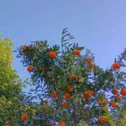 ヒメ日記 2026/01/26 11:20 投稿 斉藤恵 セレブショップ新宿（東京ハレ系）