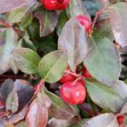 ヒメ日記 2026/01/27 06:00 投稿 斉藤恵 セレブショップ新宿（東京ハレ系）