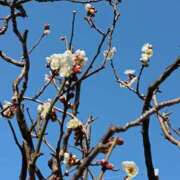 ヒメ日記 2026/01/27 13:31 投稿 斉藤恵 セレブショップ新宿（東京ハレ系）