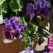 ヒメ日記 2026/01/27 14:15 投稿 斉藤恵 セレブショップ新宿（東京ハレ系）