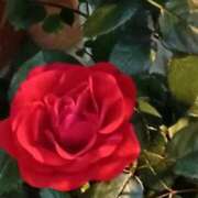 ヒメ日記 2026/01/28 07:15 投稿 斉藤恵 セレブショップ新宿（東京ハレ系）