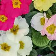 ヒメ日記 2026/01/28 17:30 投稿 斉藤恵 セレブショップ新宿（東京ハレ系）