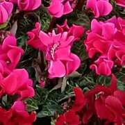 ヒメ日記 2026/01/30 22:30 投稿 斉藤恵 セレブショップ新宿（東京ハレ系）