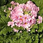 ヒメ日記 2026/01/31 06:00 投稿 斉藤恵 セレブショップ新宿（東京ハレ系）