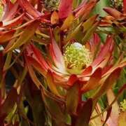 ヒメ日記 2026/01/31 10:01 投稿 斉藤恵 セレブショップ新宿（東京ハレ系）