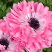 ヒメ日記 2026/02/01 16:30 投稿 斉藤恵 セレブショップ新宿（東京ハレ系）