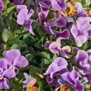 ヒメ日記 2026/02/02 06:00 投稿 斉藤恵 セレブショップ新宿（東京ハレ系）