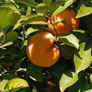 ヒメ日記 2026/02/03 06:00 投稿 斉藤恵 セレブショップ新宿（東京ハレ系）