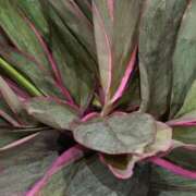 ヒメ日記 2026/02/03 11:17 投稿 斉藤恵 セレブショップ新宿（東京ハレ系）