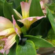 ヒメ日記 2026/02/03 18:37 投稿 斉藤恵 セレブショップ新宿（東京ハレ系）