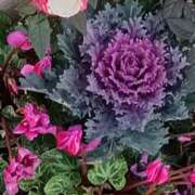 ヒメ日記 2026/02/04 07:15 投稿 斉藤恵 セレブショップ新宿（東京ハレ系）