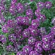 ヒメ日記 2026/02/08 06:00 投稿 斉藤恵 セレブショップ新宿（東京ハレ系）