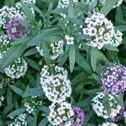 ヒメ日記 2026/02/08 07:15 投稿 斉藤恵 セレブショップ新宿（東京ハレ系）