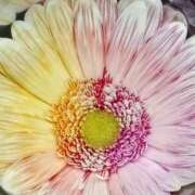 ヒメ日記 2026/02/08 18:30 投稿 斉藤恵 セレブショップ新宿（東京ハレ系）