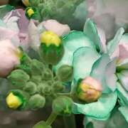 ヒメ日記 2026/02/09 00:15 投稿 斉藤恵 セレブショップ新宿（東京ハレ系）