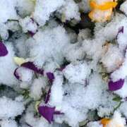 ヒメ日記 2026/02/09 11:01 投稿 斉藤恵 セレブショップ新宿（東京ハレ系）