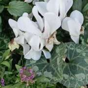 ヒメ日記 2026/02/09 17:30 投稿 斉藤恵 セレブショップ新宿（東京ハレ系）