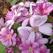 ヒメ日記 2026/02/11 06:00 投稿 斉藤恵 セレブショップ新宿（東京ハレ系）