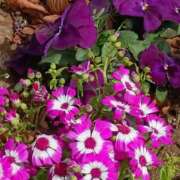 ヒメ日記 2026/02/11 17:03 投稿 斉藤恵 セレブショップ新宿（東京ハレ系）