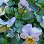 ヒメ日記 2026/02/12 06:00 投稿 斉藤恵 セレブショップ新宿（東京ハレ系）