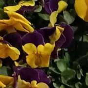 ヒメ日記 2026/02/13 21:07 投稿 斉藤恵 セレブショップ新宿（東京ハレ系）