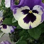 ヒメ日記 2026/02/14 14:55 投稿 斉藤恵 セレブショップ新宿（東京ハレ系）