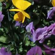 ヒメ日記 2026/02/15 06:01 投稿 斉藤恵 セレブショップ新宿（東京ハレ系）