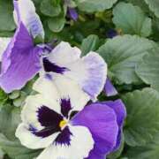 ヒメ日記 2026/02/15 22:15 投稿 斉藤恵 セレブショップ新宿（東京ハレ系）