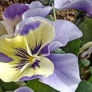 ヒメ日記 2026/02/16 11:17 投稿 斉藤恵 セレブショップ新宿（東京ハレ系）