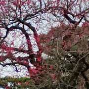 ヒメ日記 2026/02/16 17:45 投稿 斉藤恵 セレブショップ新宿（東京ハレ系）