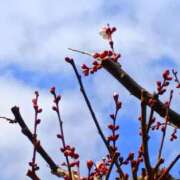 ヒメ日記 2026/02/18 15:01 投稿 斉藤恵 セレブショップ新宿（東京ハレ系）