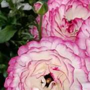 ヒメ日記 2026/02/19 06:00 投稿 斉藤恵 セレブショップ新宿（東京ハレ系）