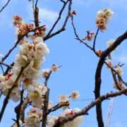 ヒメ日記 2026/02/20 06:00 投稿 斉藤恵 セレブショップ新宿（東京ハレ系）