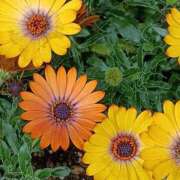 ヒメ日記 2026/02/20 13:45 投稿 斉藤恵 セレブショップ新宿（東京ハレ系）