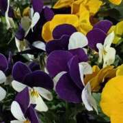 ヒメ日記 2026/02/23 06:00 投稿 斉藤恵 セレブショップ新宿（東京ハレ系）