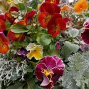 ヒメ日記 2026/02/23 16:22 投稿 斉藤恵 セレブショップ新宿（東京ハレ系）