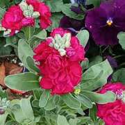 ヒメ日記 2026/02/24 13:52 投稿 斉藤恵 セレブショップ新宿（東京ハレ系）