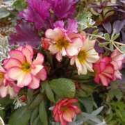 ヒメ日記 2026/02/25 07:16 投稿 斉藤恵 セレブショップ新宿（東京ハレ系）